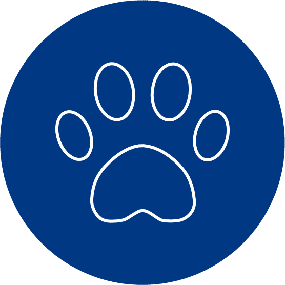 animal